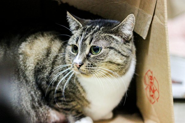 Wie kann man sein Zuhause effizient organisieren?